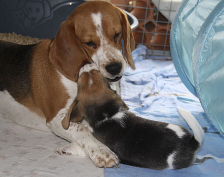 Beaglewelpe spielt mit Hündin